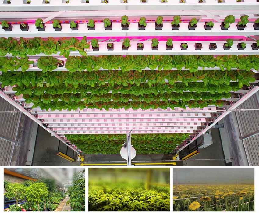 plant factory in Japan plant factory in Japan